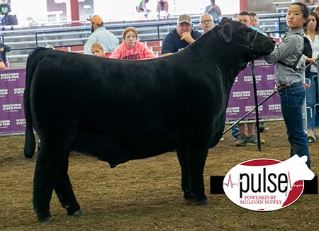 Champion Angus Steer State Fair