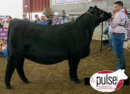 Champion Heifer State Fair